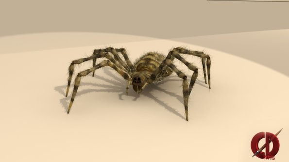 argiope11-sss