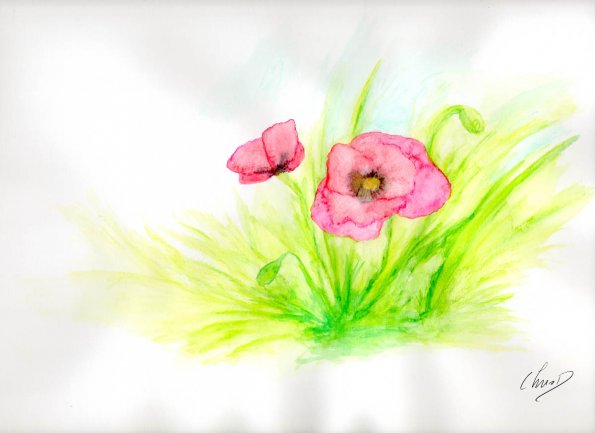 coquelicot-aquarelle